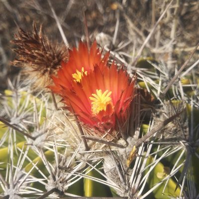 Ferocactus flavovirens, photographed by Bodo Nuñez Oberg