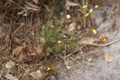 Cotula pruinosa, photographed by Tony Rebelo