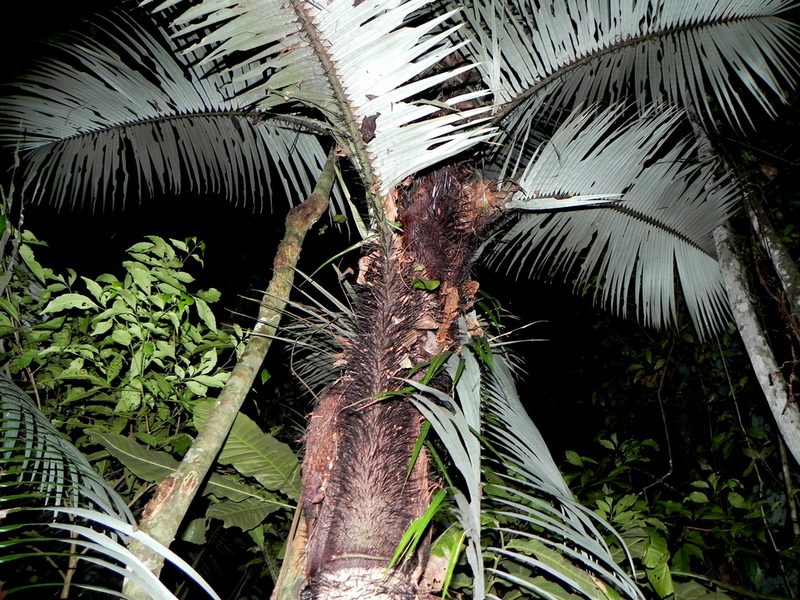 Astrocaryum aculeatissimum, photographed by Alexandre S. Michelotto