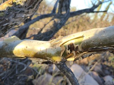 Bursera fagaroides, photographed by Abraham Sánchez Romero