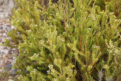 Thesium viridifolium, photographed by Tony Rebelo