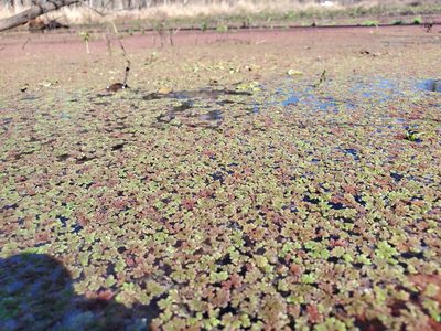 Azolla caroliniana, photographed by Samuel A Schmid, PhD, PWS