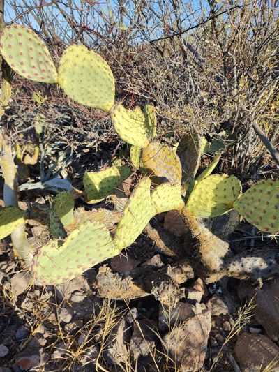 Opuntia comonduensis, photographed by Abraham Sánchez Romero