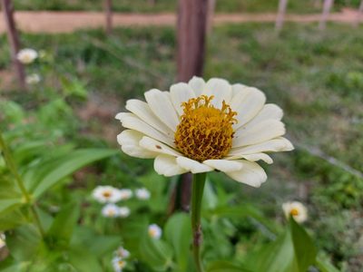 Zinnia elegans, photographed by Filipi Miranda Soares