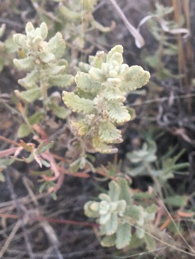 Buddleja scordioides, photographed by Vincent Weber