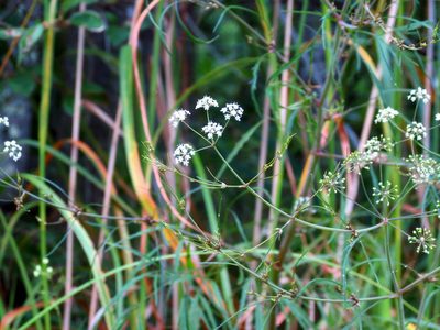 Cicuta bulbifera, photographed by Ian Whyte