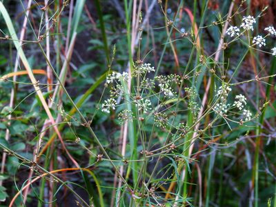 Cicuta bulbifera, photographed by Ian Whyte