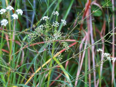 Cicuta bulbifera, photographed by Ian Whyte