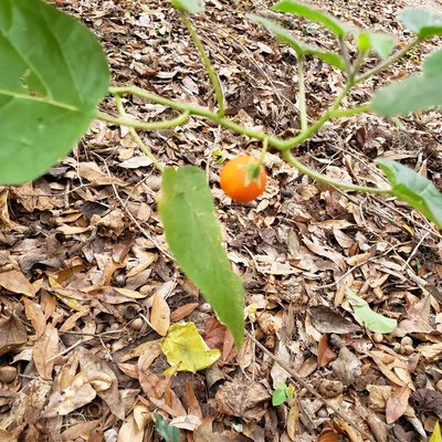 Solanum capsicoides, photographed by Max Mirel