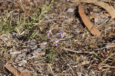 Cyanella hyacinthoides, photographed by Tony Rebelo