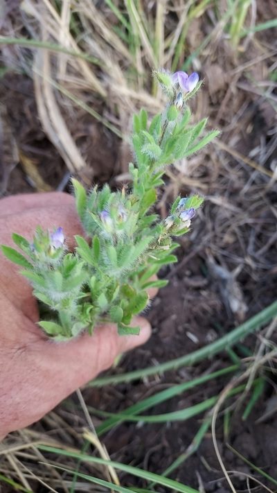 Lupinus bracteolaris, photographed by Roderick Cameron