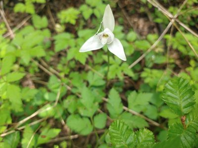 Codonorchis lessonii, photographed by Pablo