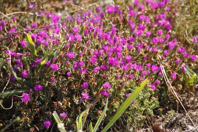 Lampranthus emarginatus, photographed by Tony Rebelo