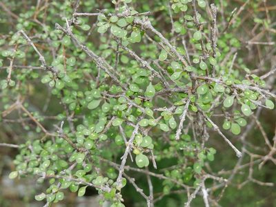 Coprosma virescens, photographed by Alice Shanks
