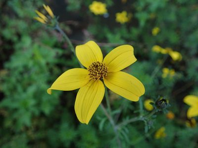 Bidens triplinervia, photographed by Daniel Cahen