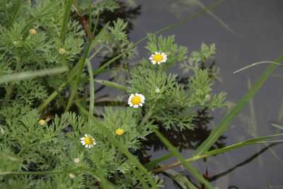 Cotula nigellifolia, photographed by Tony Rebelo