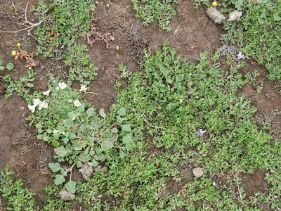 Thyridia repens, photographed by Alice Shanks