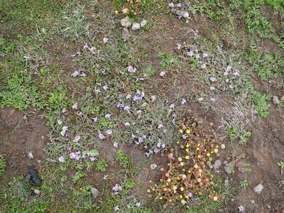 Thyridia repens, photographed by Alice Shanks