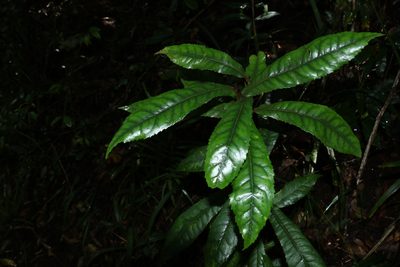 Helicia ferruginea, photographed by Greg Tasney