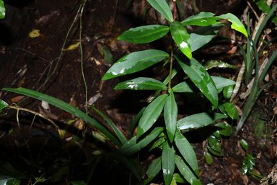 Ardisia bakeri, photographed by Greg Tasney