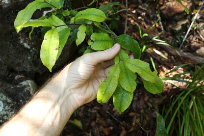 Ceratopetalum apetalum, photographed by Greg Tasney