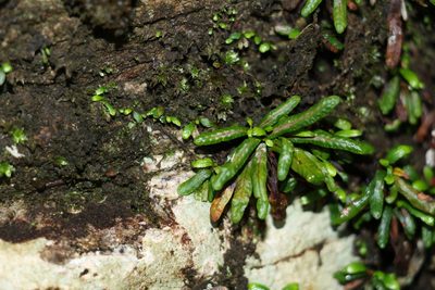 Aenigmatogrammitis stenophylla, photographed by Greg Tasney