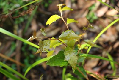 Scolopia braunii, photographed by Greg Tasney