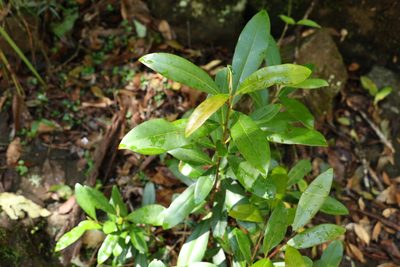 Tristaniopsis collina, photographed by Greg Tasney