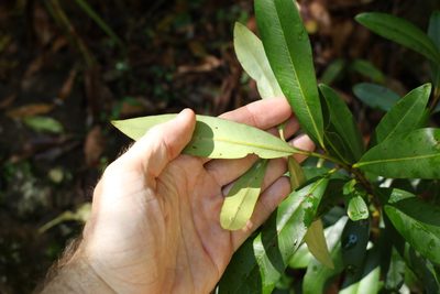 Tristaniopsis collina, photographed by Greg Tasney