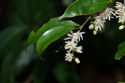 Ripogonum album, photographed by Greg Tasney