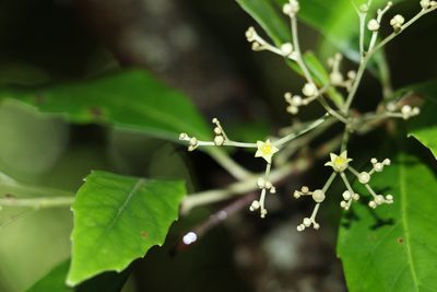 Argophyllum nullumense, photographed by Greg Tasney