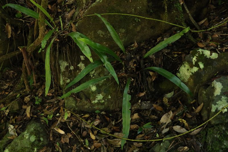 Asplenium harmanii, photographed by Greg Tasney