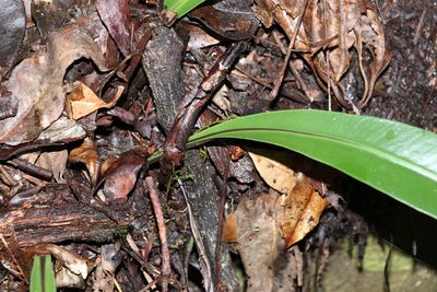 Asplenium harmanii, photographed by Greg Tasney
