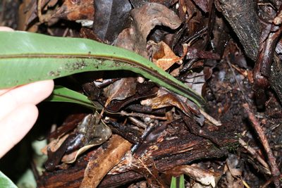 Asplenium harmanii, photographed by Greg Tasney