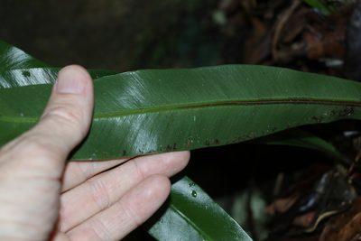 Asplenium harmanii, photographed by Greg Tasney