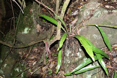 Asplenium harmanii, photographed by Greg Tasney