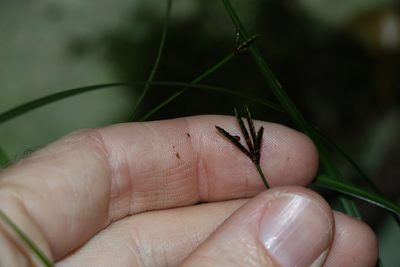 Cyperus tetraphyllus, photographed by Greg Tasney