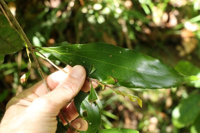 Stenocarpus salignus, photographed by Greg Tasney