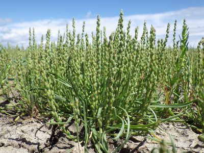 Plantago elongata, photographed by Matt Lavin