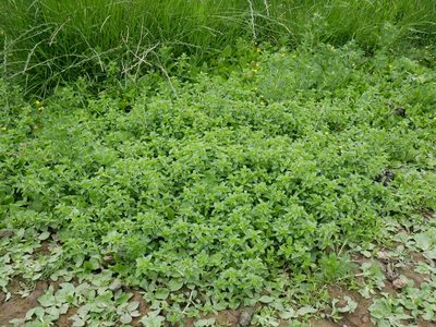 Mentha pulegium, photographed by Alice Shanks