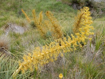 Aciphylla scott-thomsonii, photographed by Ray Jackson