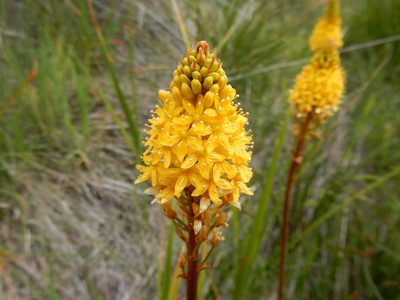 Bulbinella angustifolia, photographed by Ray Jackson