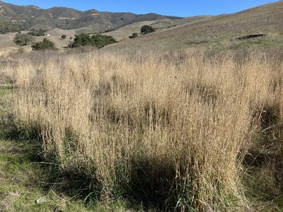 Phalaris aquatica, photographed by Adam J. Searcy