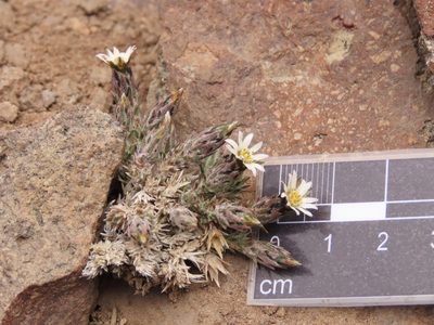 Chaetanthera dioica, photographed by Nicolás Lavandero