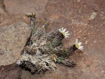 Chaetanthera dioica, photographed by Nicolás Lavandero