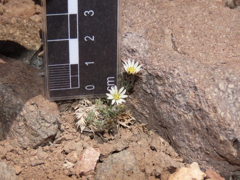 Chaetanthera dioica, photographed by Nicolás Lavandero