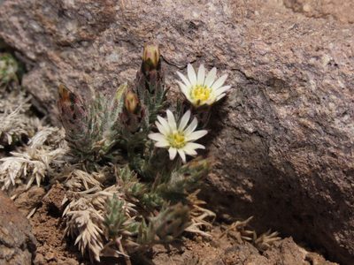 Chaetanthera dioica, photographed by Nicolás Lavandero