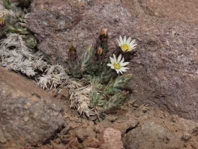Chaetanthera dioica, photographed by Nicolás Lavandero