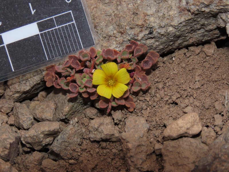 Oxalis compacta, photographed by Nicolás Lavandero