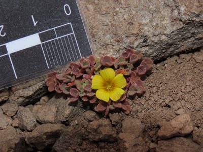 Oxalis compacta, photographed by Nicolás Lavandero